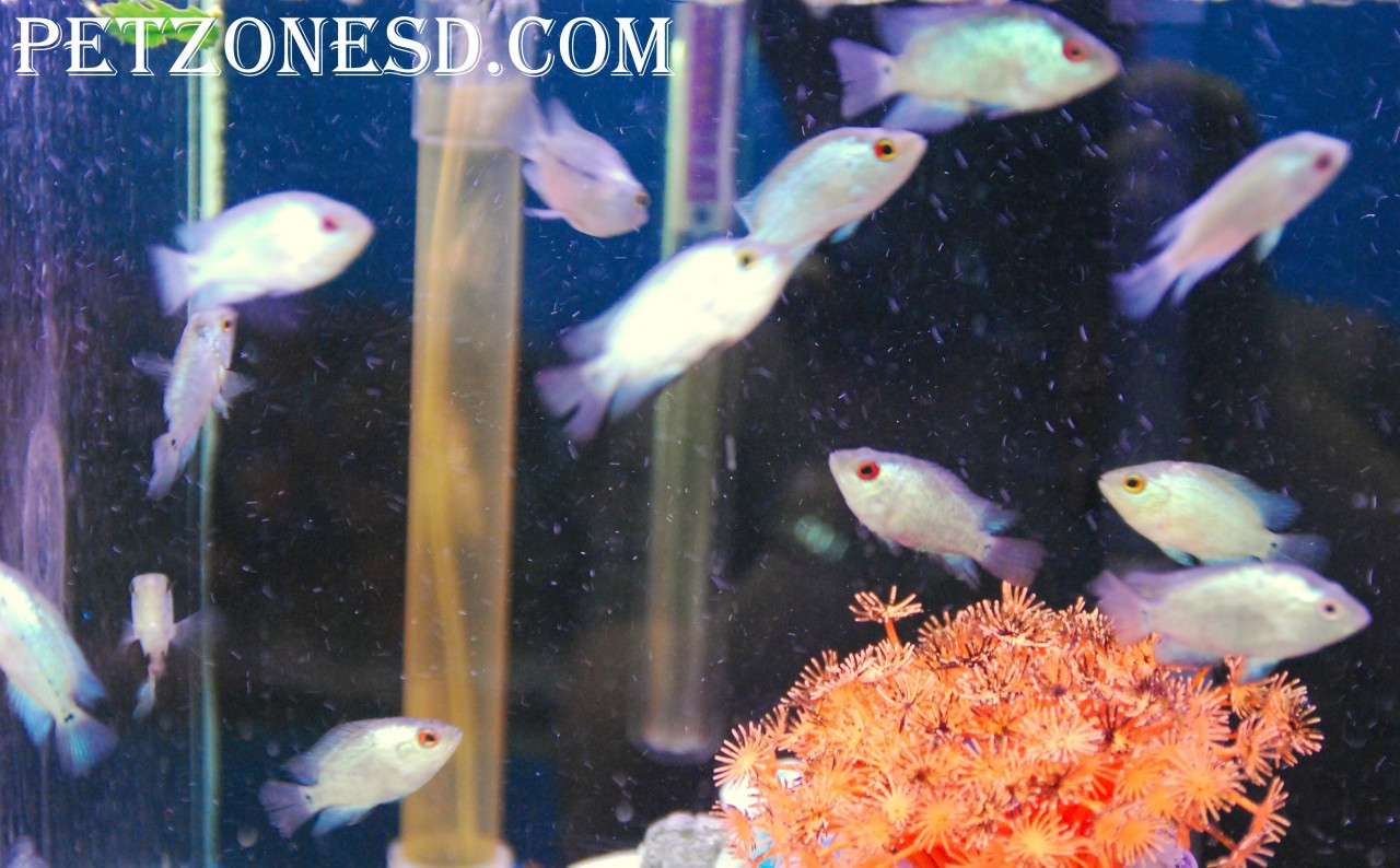 Crossbreed Cichlid Thai Silk Flowerhorn Fry For Sale