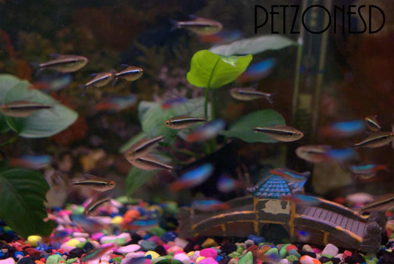 Freshwater Tropical Fish: Black Neon Tetra - Hyphessobrycon herbertaxelrodi