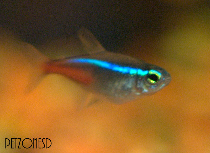 A healthy neon tetra with bright color and undamaged fins — what a fish should look like before it clears quarantine