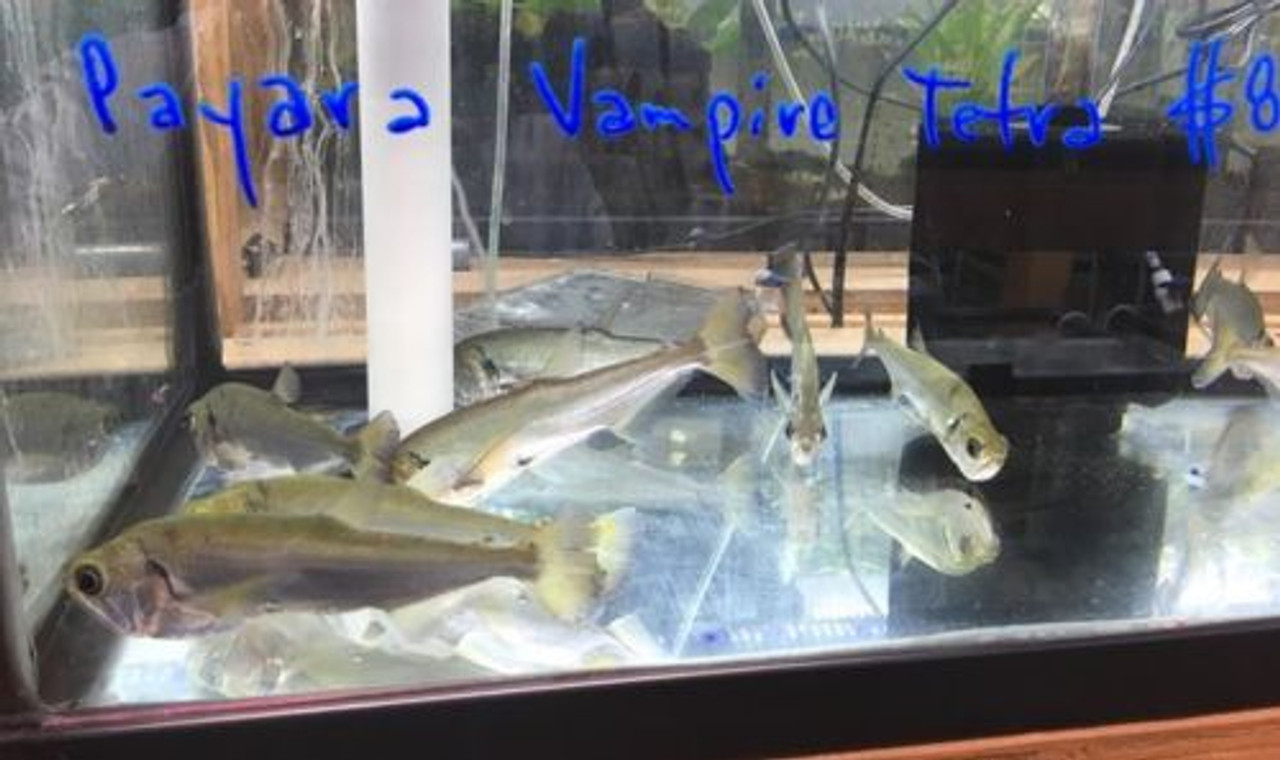Vampire tetra fish clearance