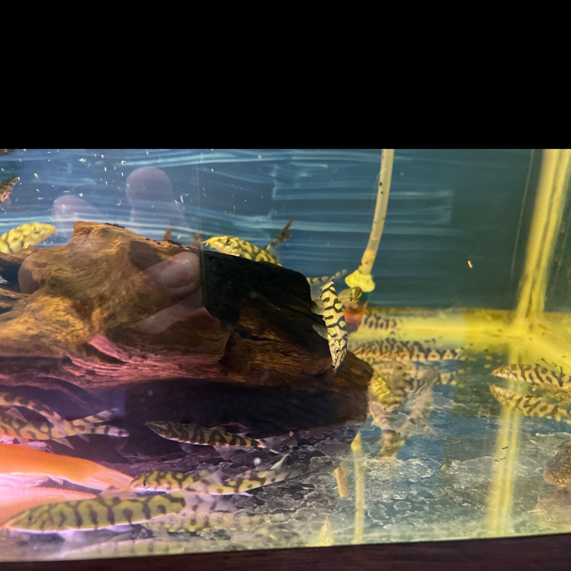 Yoyo Loach Botia almorhae Pet Zone Tropical Fish San Diego