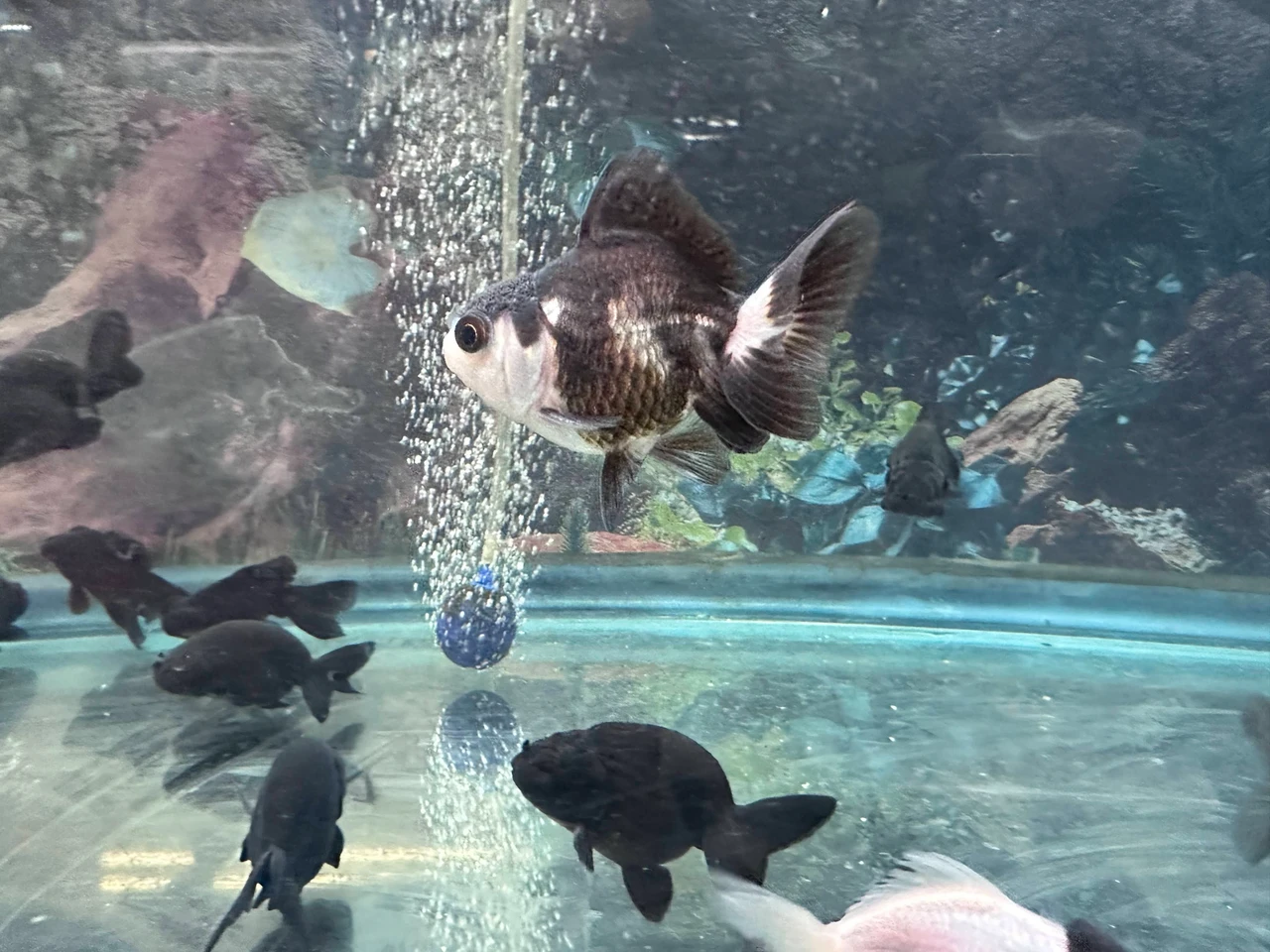 Panda Oranda Goldfish Tank Size
