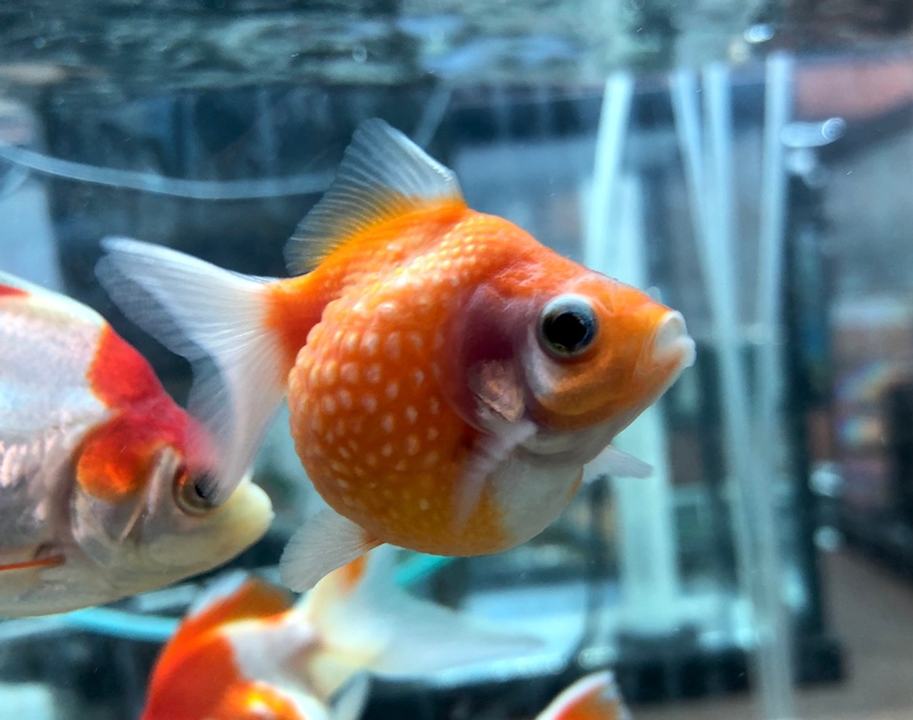 calico pearlscale goldfish