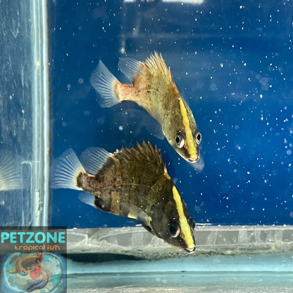 Freshwater Tropical Fish: NGT Datnoid (New Guinea Tiger Datnoid ...