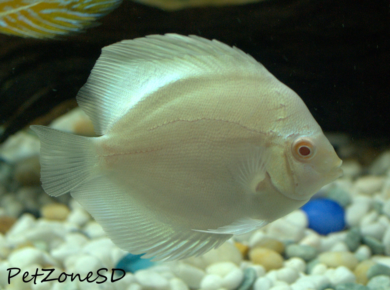 albino blue diamond discus