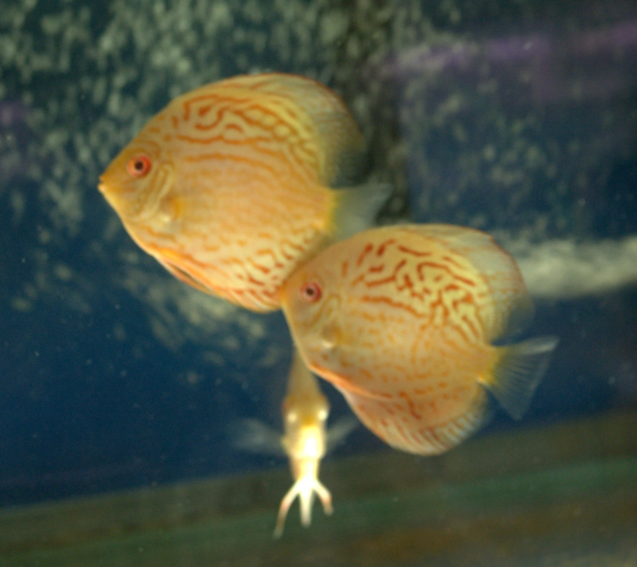 Albino discus