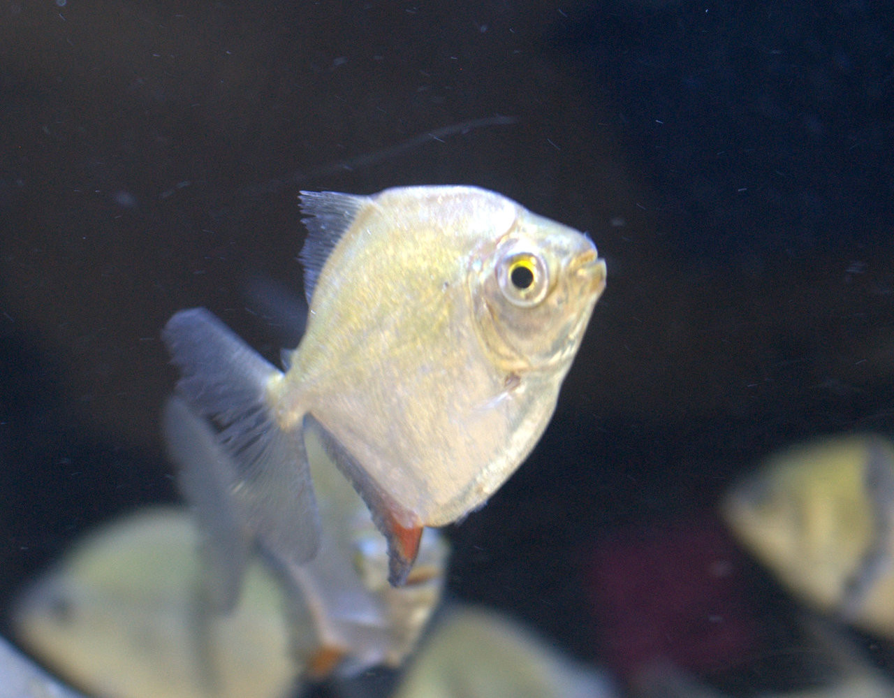 buy red hook silver dollar fish Yellow Fin (Myloplus arnoldi) — Predatory Fins Aqua Alex Amazing Fish: Redhook