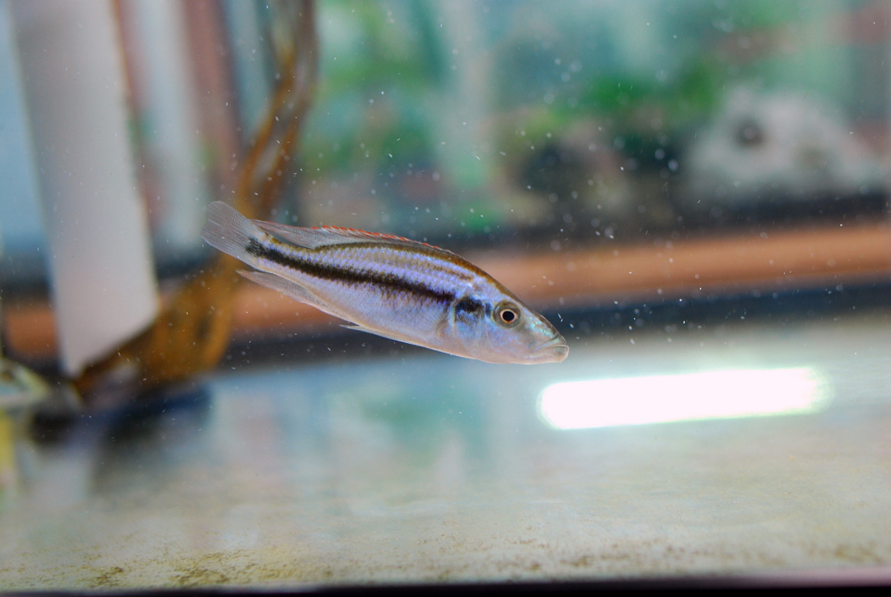 African Cichlid: Malawi Eyebiter Cichlid - Compressiceps Cichlid