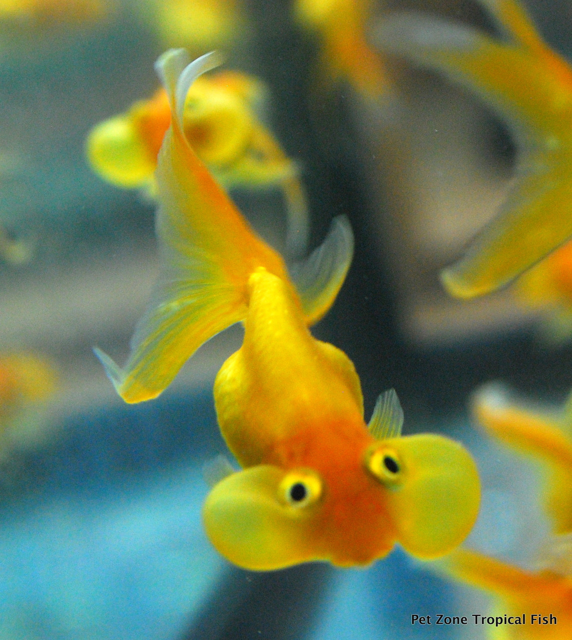 Fancy Goldfish For Sale Bubble Eye Goldfish