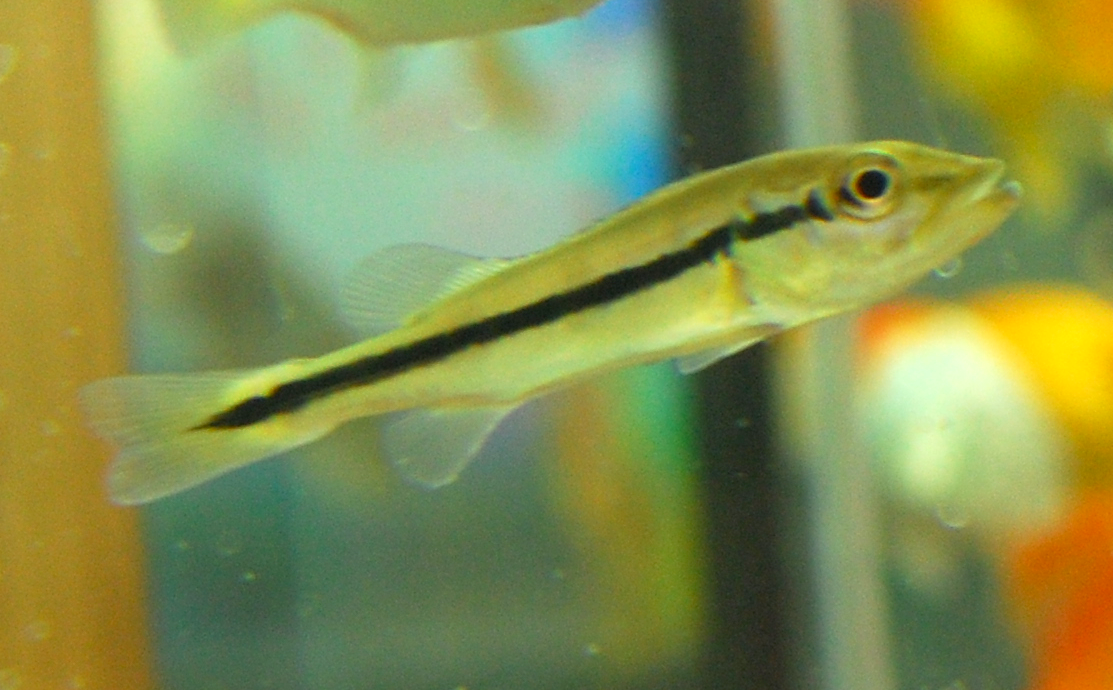 Temensis Paca Cichlids For Sale: Temensis Peacock Bass Fry - Cichla Temensis