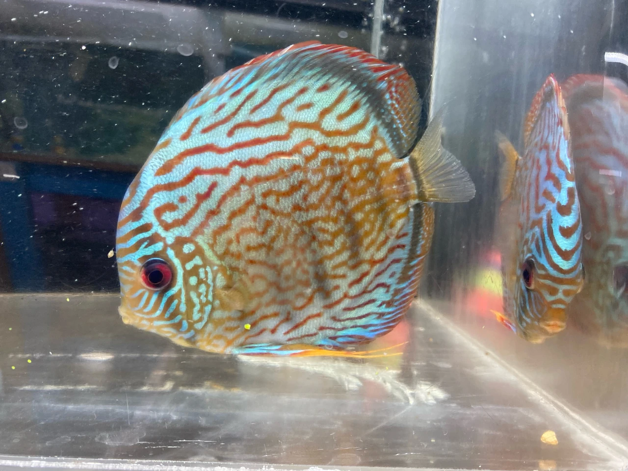 Red Turquoise discus at Pet Zone Tropical Fish, San Diego