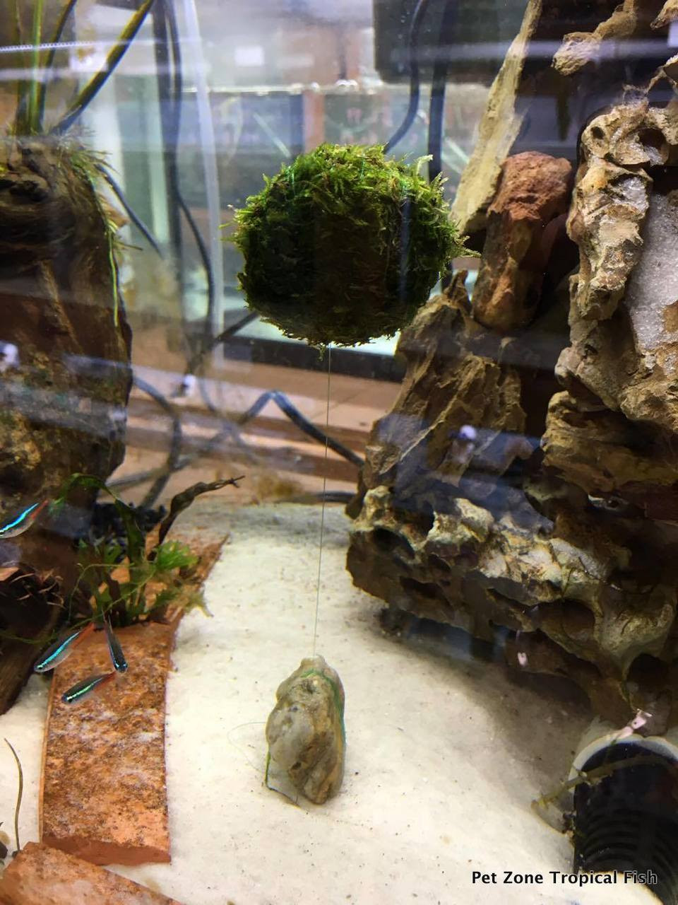 Aquatic Moss Ball Aquarium, Pet Fish Shrimp Tank Ornament