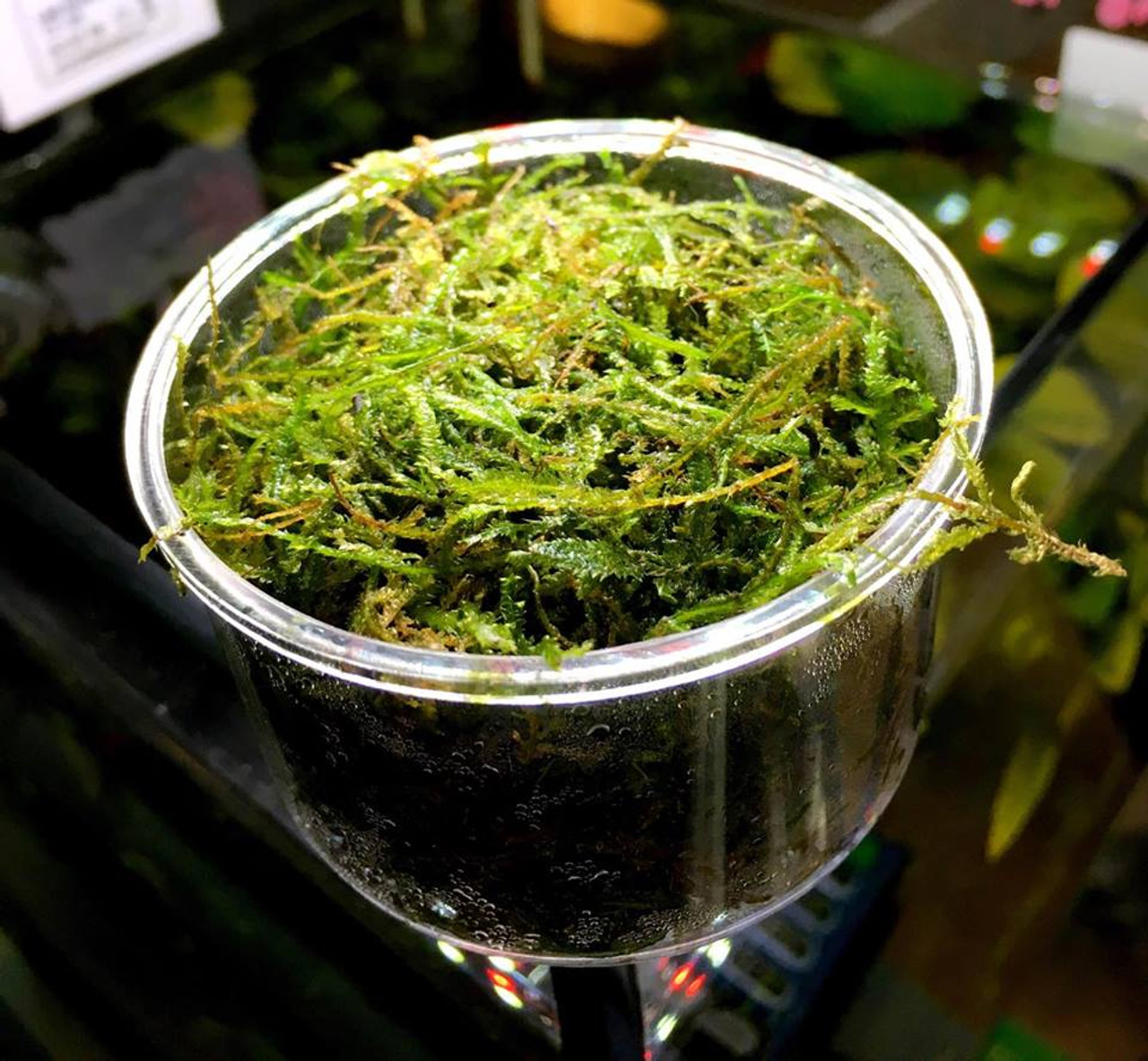 Java Moss (Vesicularia Dubyana)