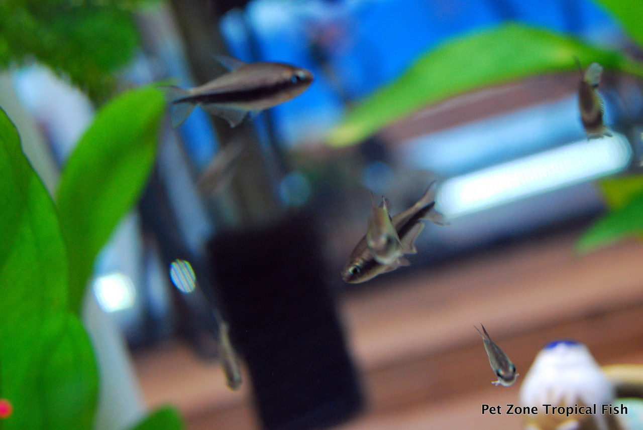Freshwater Tropical Fish: Emperor Tetra - Nematobrycon palmeri