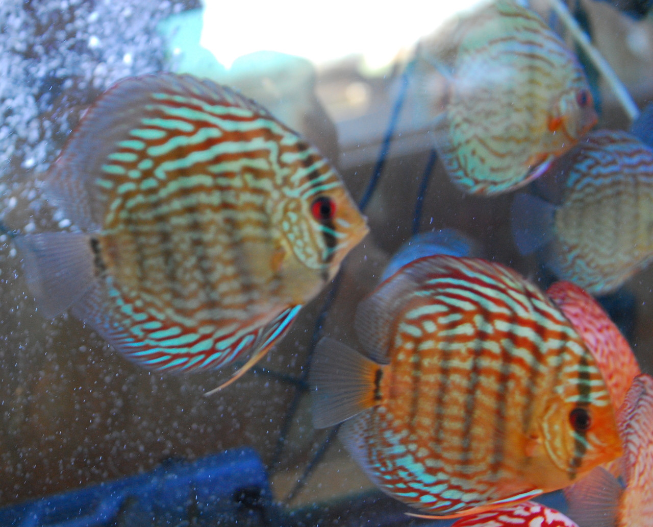 Freshwater Fish For Sale: Blue Snakeskin Discus, XL