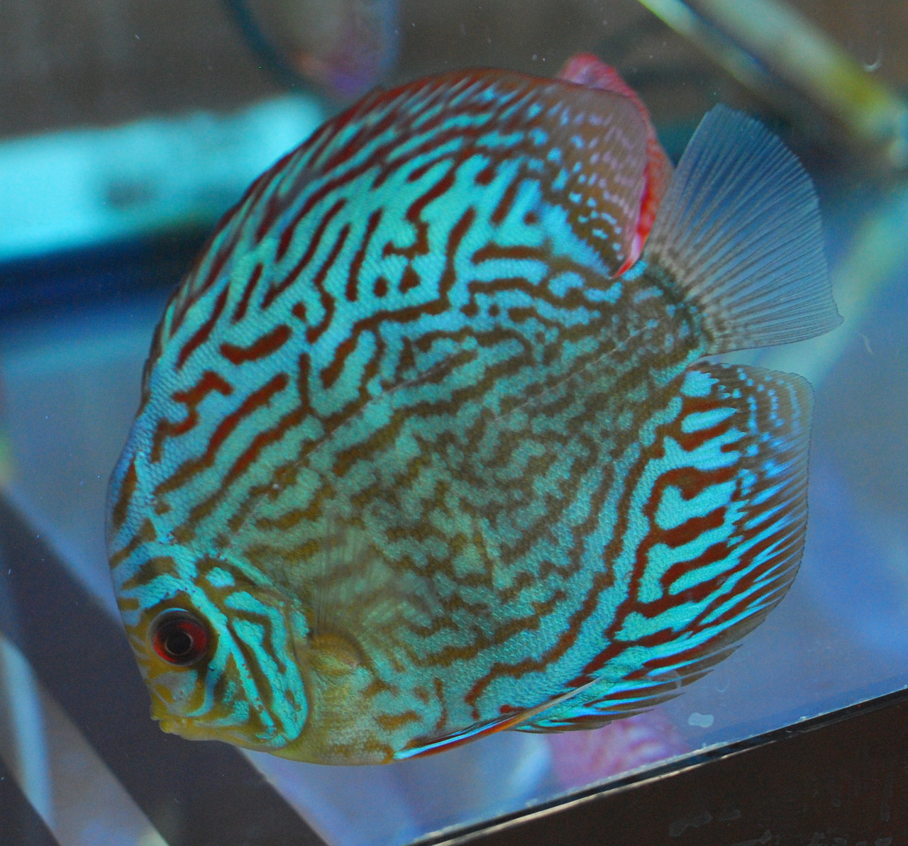 blue snakeskin discus