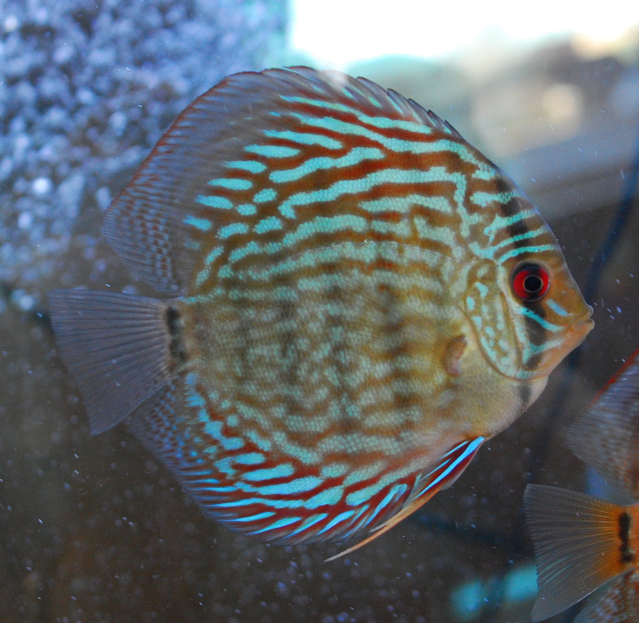 Freshwater Fish For Sale Blue Snakeskin Discus, Large