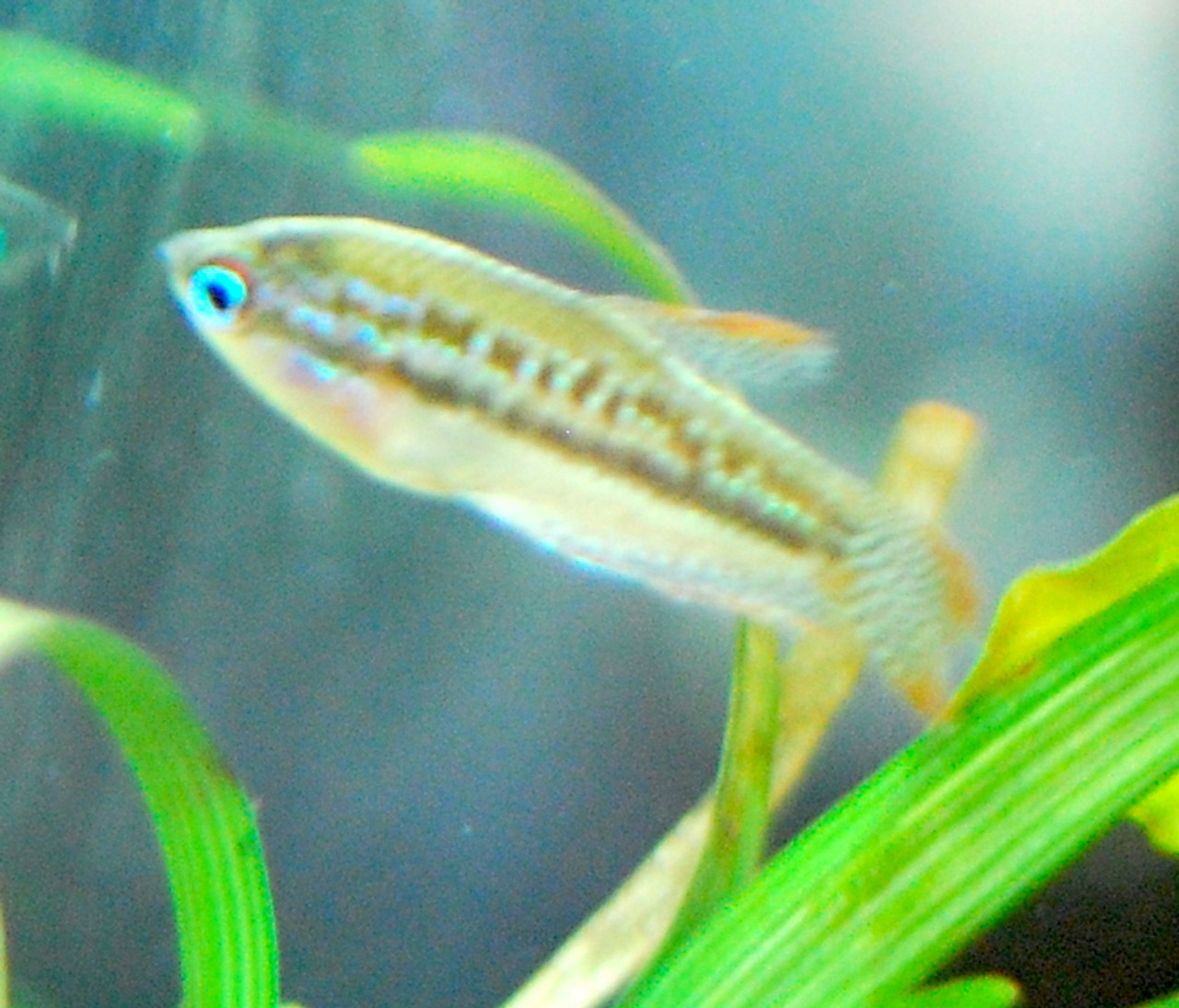 sparkling gouramis