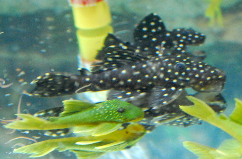 green phantom pleco care
