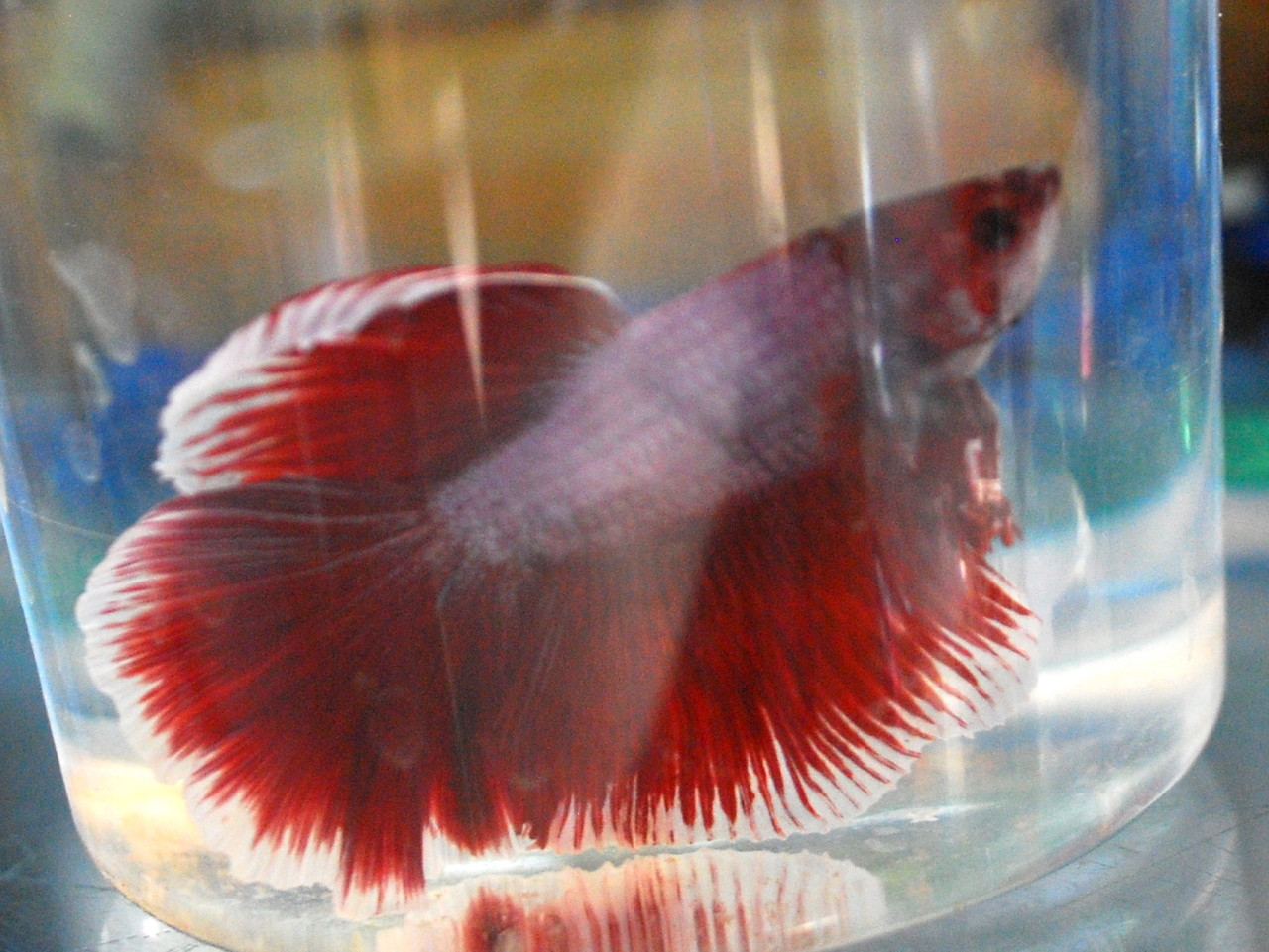 Siamese Fighting Fish: Rose Tail Betta