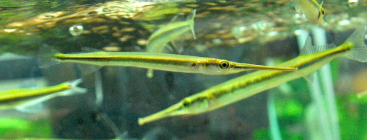 8+ Needle Nose Fish