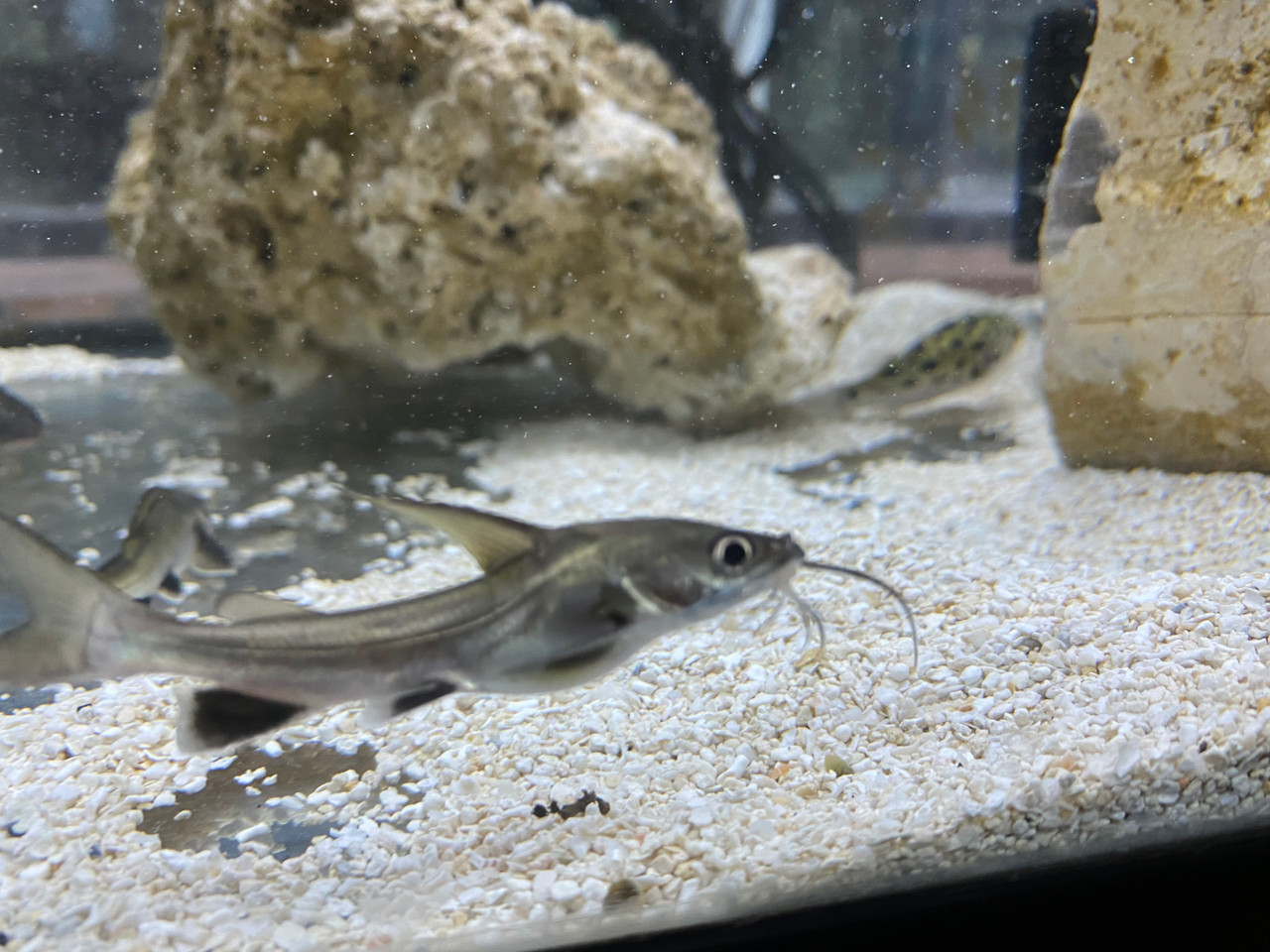 Brackish Water Tropical Fish: Silver-Tipped Shark Cat - Ariopsis