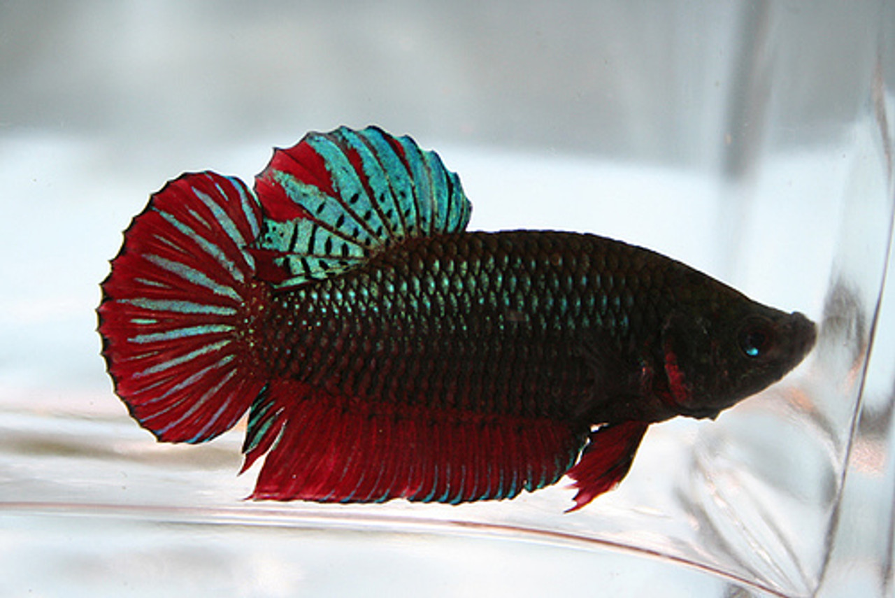 giant plakat betta fish for sale