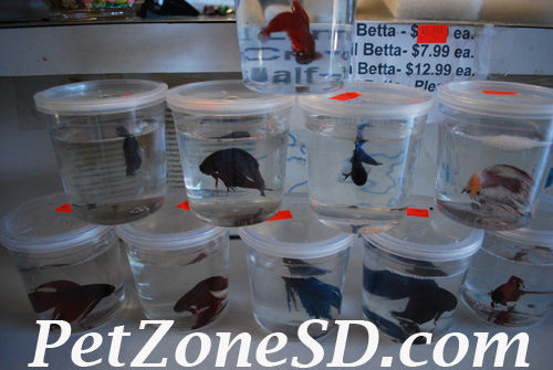 veiltail betta for sale