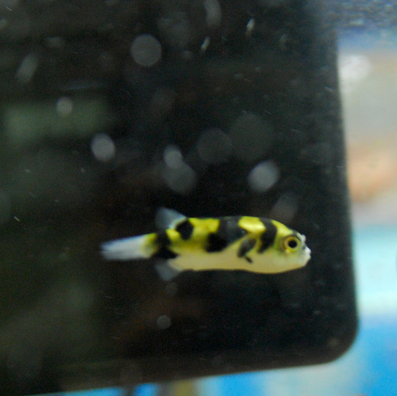 Freshwater Tropical Fish Amazon Puffer Colomesus asellus