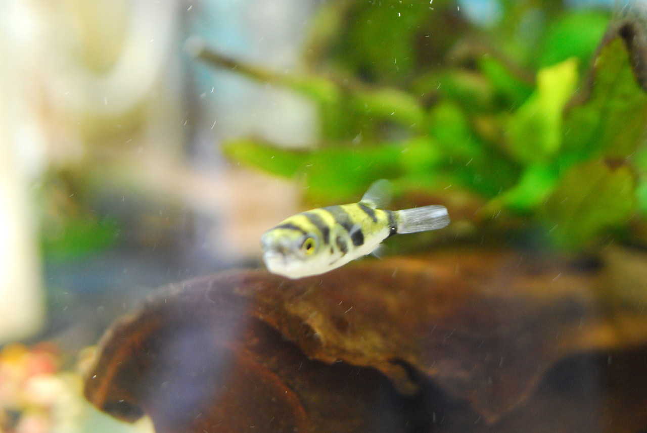 Freshwater Tropical Fish Amazon Puffer Colomesus asellus