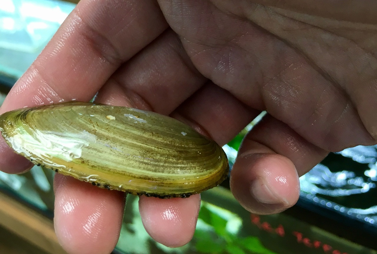 Freshwater Inverts Freshwater Asian Gold Clam