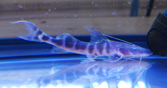 Merodontotus Tigrinus