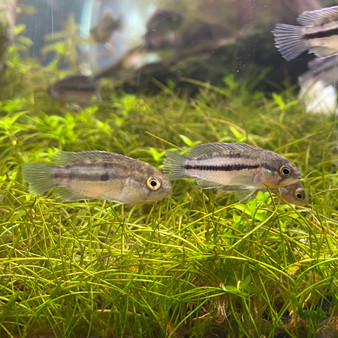 Dwarf Cockatoo Cichlid - Apistogramma cacatuoides