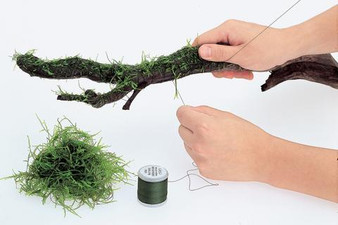 this is an example of how you can use ADA Moss Cotton for your plant to hardscape needs! this is an example of how you can use ADA Moss Cotton for your plant to hardscape needs!