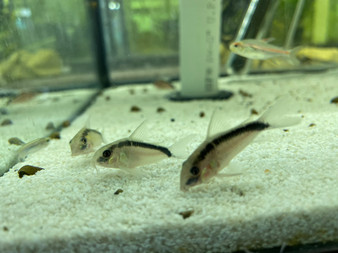 Skunk Cory Cat Skunk Cory Cat