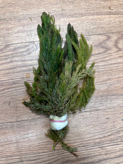 Hornwort