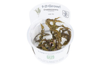 Tropica Cryptocoryne Crispatula 1-2-Grow! Tissue Culture