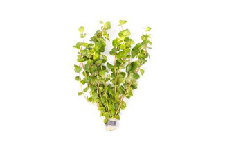 Rotala Ceylon