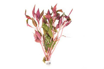 Alternanthera Reineckii Bronze