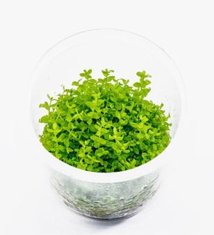 ADA TISSUE CULTURE PLANT - HEMIANTHUS MICRANTHEMOIDES (Pearl Weed)
