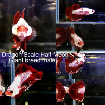 Dragon Scale Halfmoon Giant Breed male