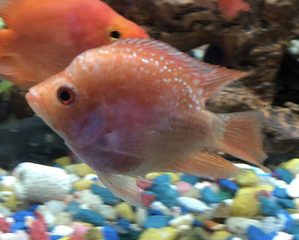 Golden Red Pearl Parrot Fish "Flowerhorn/Parrot Cross" Cichlid