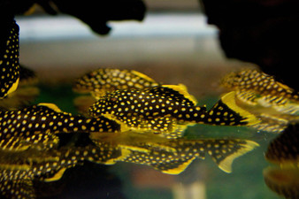 Golden Nugget Pleco