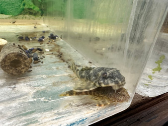 L127 Scribbled Pleco L127 Scribbled Pleco