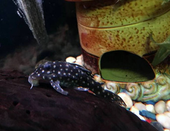 L201 Snowball Pleco - HYPANCISTRUS INSPECTOR