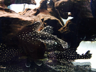 L240 Galaxy Pleco / Vampire Pleco