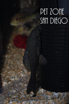 L152 Pineapple Pleco (Pseudorinelepis genibarbis) L152 Pineapple Pleco (Pseudorinelepis genibarbis)