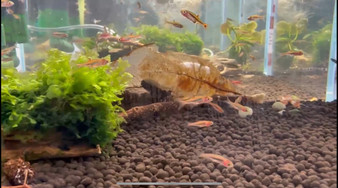 Exclamation Point Rasbora