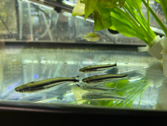 Debauwi Catfish Debauwi Catfish