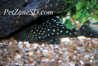 Blue Phantom Pleco - L128 (Hemiancistrus sp.)